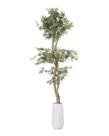 6ft Ming Aralia Tree With Real Bark Covered Trunk | TJ Maxx