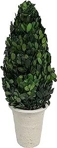 Creative Co-Op Boxwood Topiary in Clay Pot | Amazon (US)