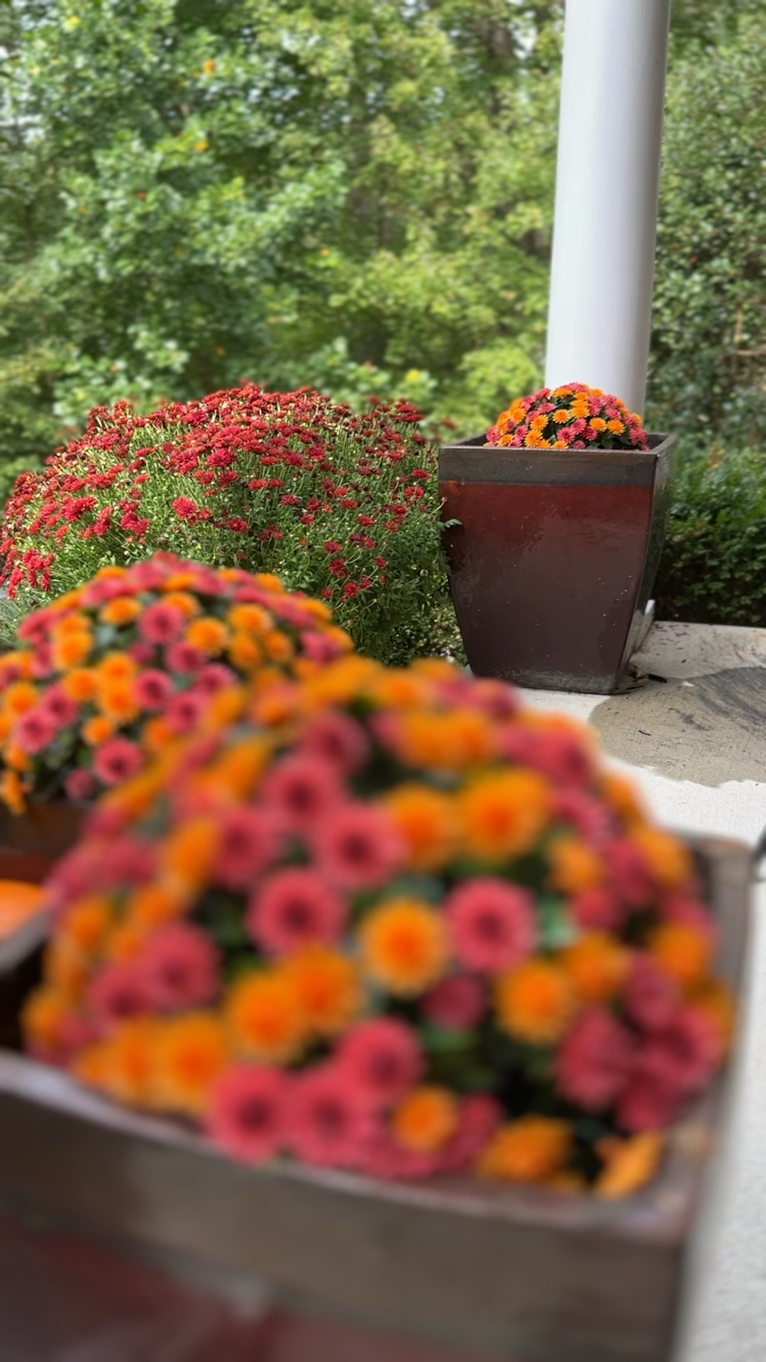 Fall porch inspiration - these faux mum spheres have become a favorite fall decor piece for me. I use them to fill in my porch decor, mixing them in with real mums as I can use them season after season 😊

Fall decorating // front porch decor // fall porch // mum spheres // mum planter // qvc finds // qvc deals // fall home décor

#LTKfindsunder100 #LTKSeasonal #LTKhome