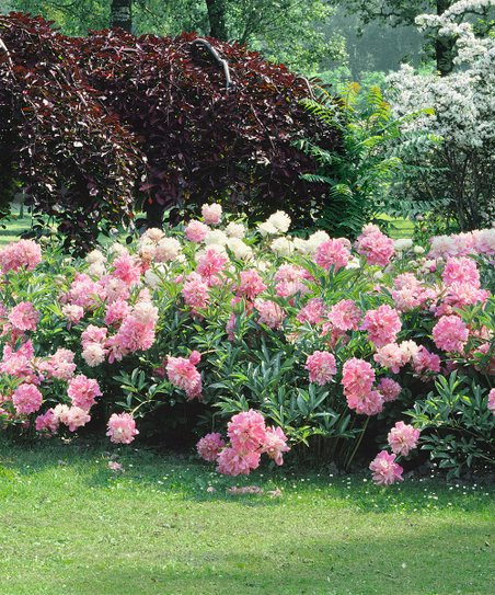 Roberta's Gardens Red, Soft Pink & White Peonies - Set of Three | Zulily