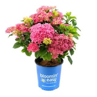 2 Gal. Starfield Bigleaf Hydrangea (Macrophylla) Live Shrub, Pink Flowers | The Home Depot