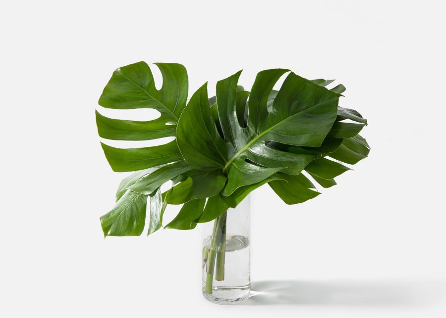 The Monstera




$65 | UrbanStems