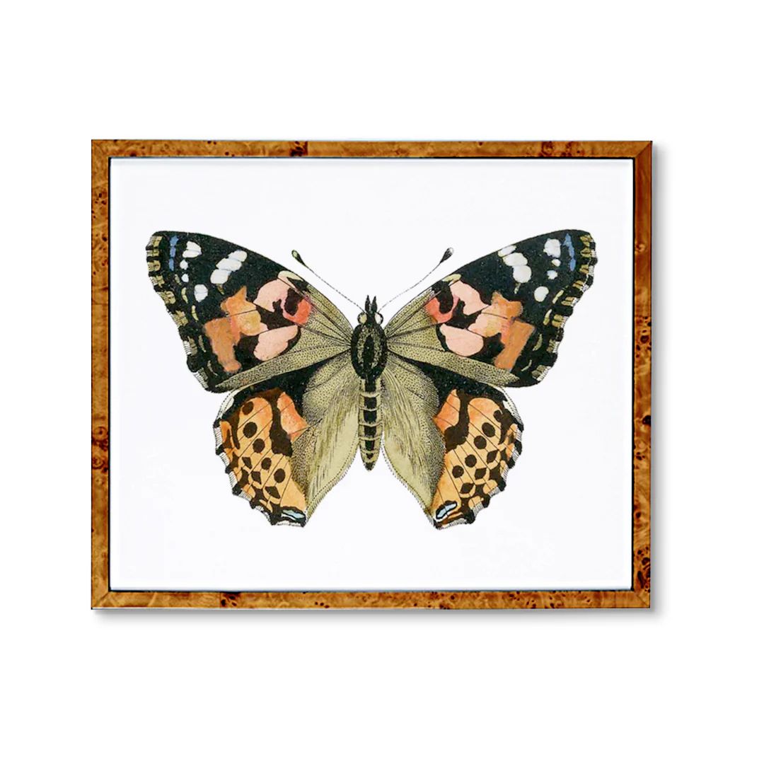 Multicolored Moth Print | Butterfly Wall Art | High End Insect Picture | Urban Garden Prints