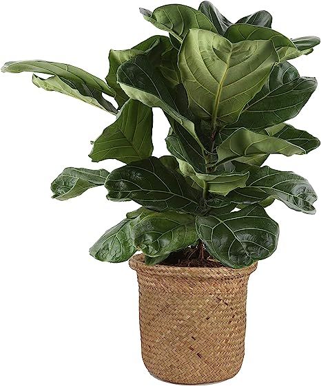 Costa Farms Live Ficus Lyrata, Fiddle-Leaf Fig, Indoor Tree, 2-Feet Tall, Ships in Décor Planter... | Amazon (US)