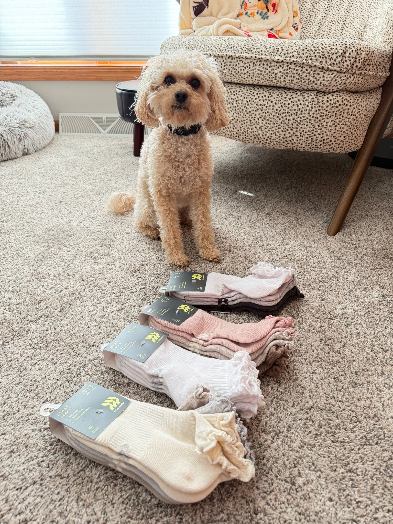 Willow loves socks 🧦 just as much as I do! For real - any chance she gets, she’s stealing them 😂

Love, love, love these All In Motion ruffle socks from 🎯. Height, cushion, softness - perfection! Bought them in almost all of the color combos - don’t judge - they are that good! 

Target | Ruffle socks 

#LTKActive #LTKOver40