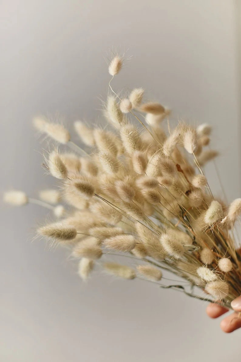 Natural Dried Lagurus - Natural Color Bunny Tails / Wholesale Dried Flowers | Etsy (US)