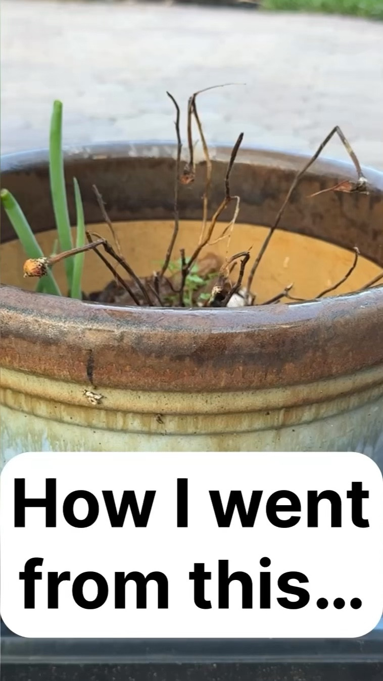 Healthy microgreens are a great way to boost your health and wellness in 2024. Plus SOOOO easy to grow at home with Ingarden. Check out this amazing product. 

Nutrients 
Minerals 
Kale
Radish 
Home goods
Kitchen products 
Grows at home 
Health and wellness 
Improved health
Eating well
Cooking 
#kitchenproducts #homegoods #micronutrients #wellnessproducts

#LTKVideo #LTKfitness #LTKhome