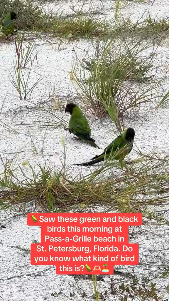 Pack these clothing pieces and accessories for your next beach getaway! Comfy pieces to bird watch on the beach!

#LTKSeasonal #LTKOver40 #LTKSaleAlert #LTKTravel #LTKgrwm #LTKootd #LTKMidsize #LTKSwim #LTKvlog #LTKxAbercrombie
