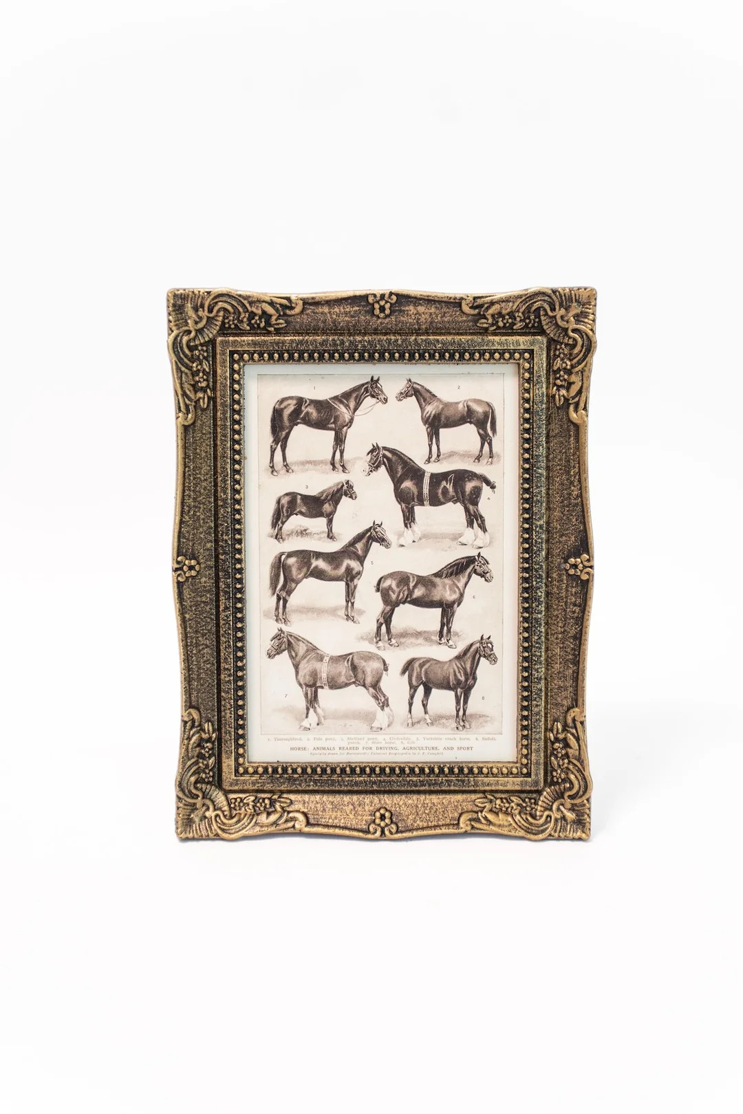 Horse Breed Illustration Framed Art | THELIFESTYLEDCO
