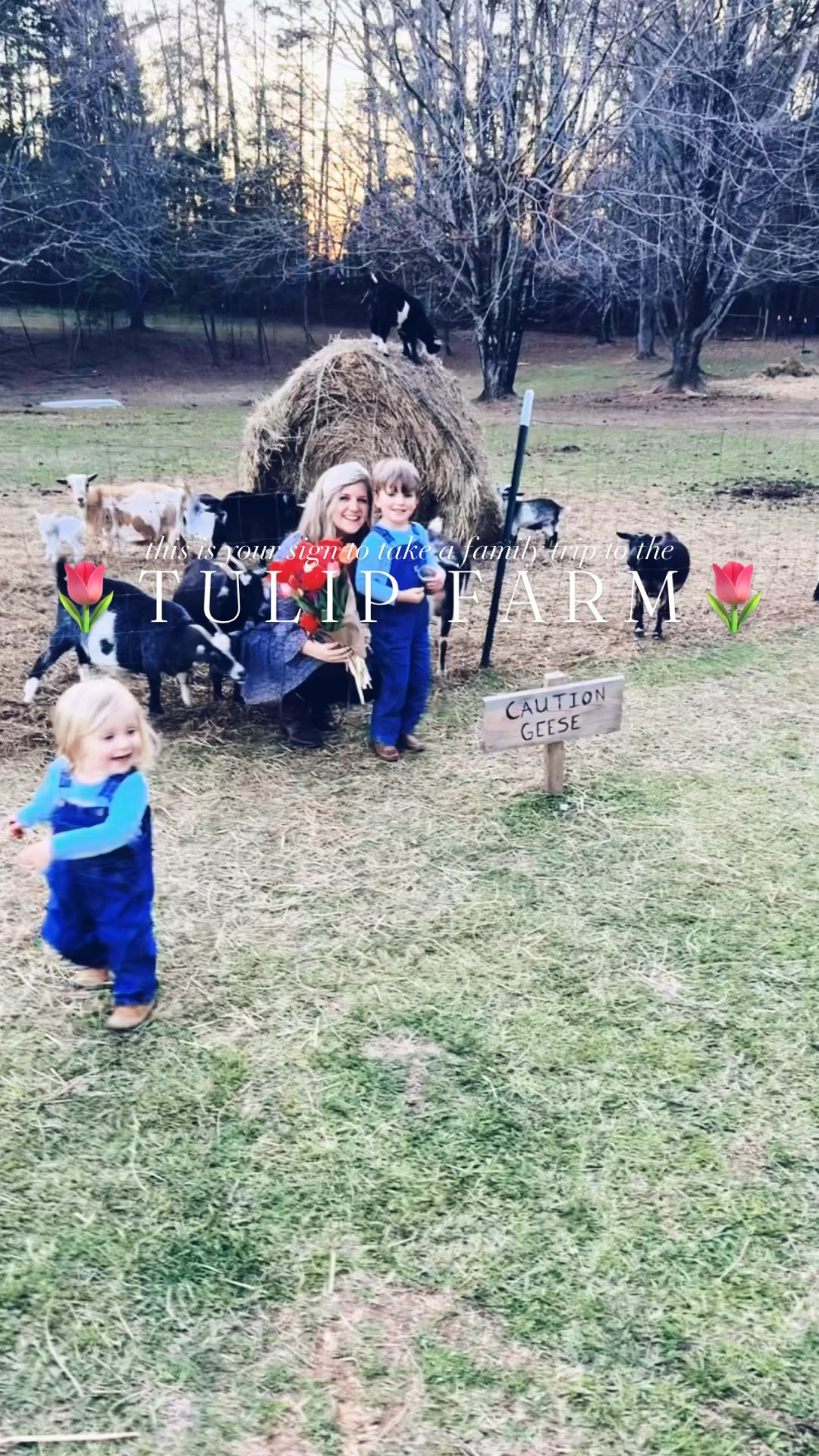 🌱🌷 l e t  y o u r  d r e a m s  b l o o m  l i k e  t u l i p s  i n  s p r i n g 🌷🌱 #tulipfarm #tulippicking #tulipseason

Can’t think of a better way to welcome in spring 🌳☀️💐 than a sunset 🌅 evening on a flower farm 🚜🌾 “tiptoeing 😉 through the tulips” 🌷👣 with all these country boys of mine!! 🥰🤠👶🏼 Happy Happy Saturday, y’all!! ☀️ Here’s your sign to live your life in full  b l o o m (& get some 🤭 fresh tulips for your home 🏡🏺)!!! 🌼💭🫶🏽🌸✨ #nightonthetulipfarm #welcomespring

#LTKKids #LTKmomlife