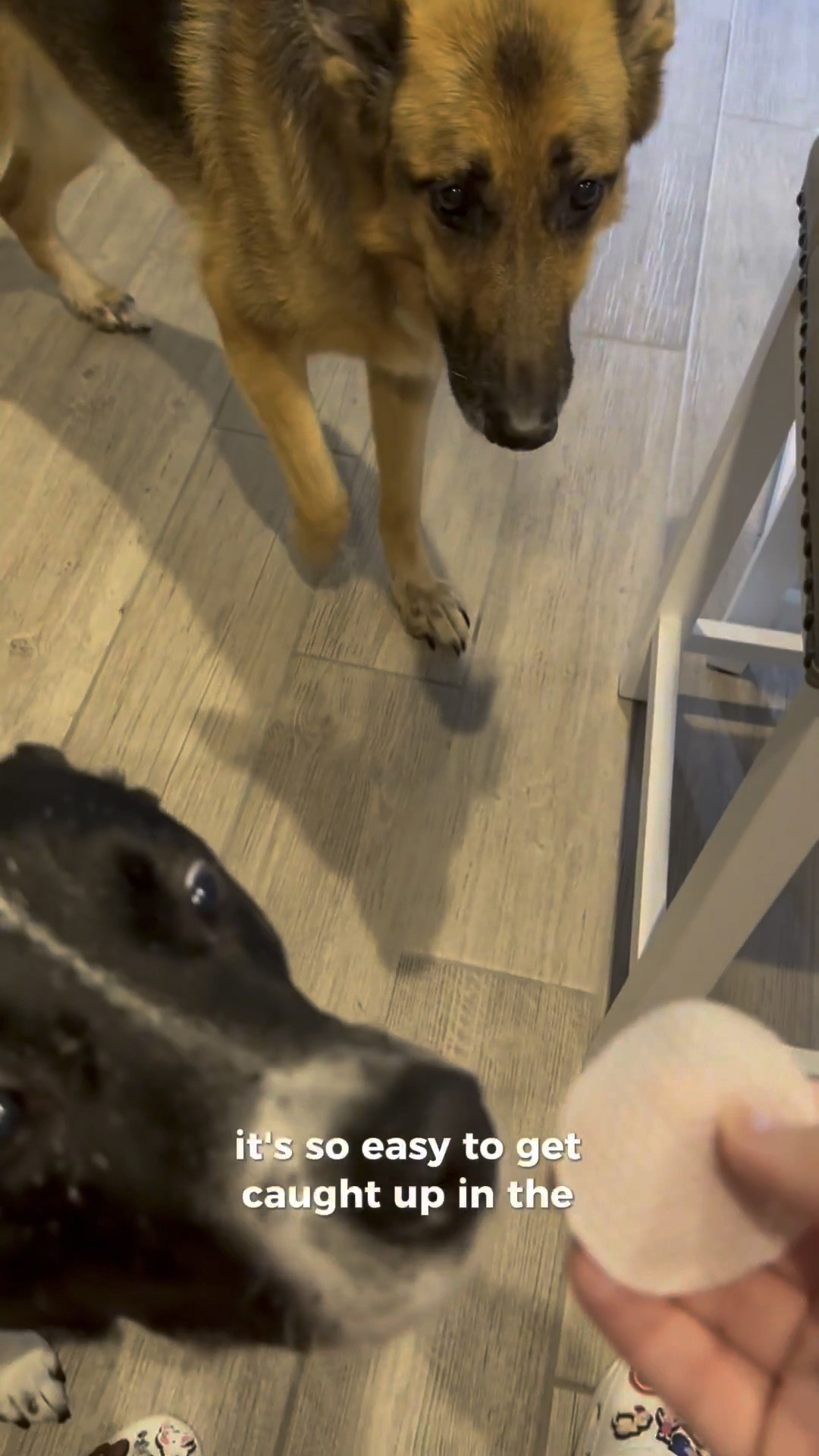 keep your dogs safe & clean with these amazing products so they’re free to play all summer long !!!

#LTKTravel #LTKSeasonal #LTKPets