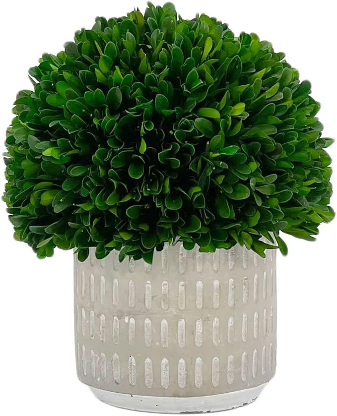 Galt International - Natural Preserved Boxwood Topiary in Cement Pot - Real Preserved Plant and T... | Amazon (US)