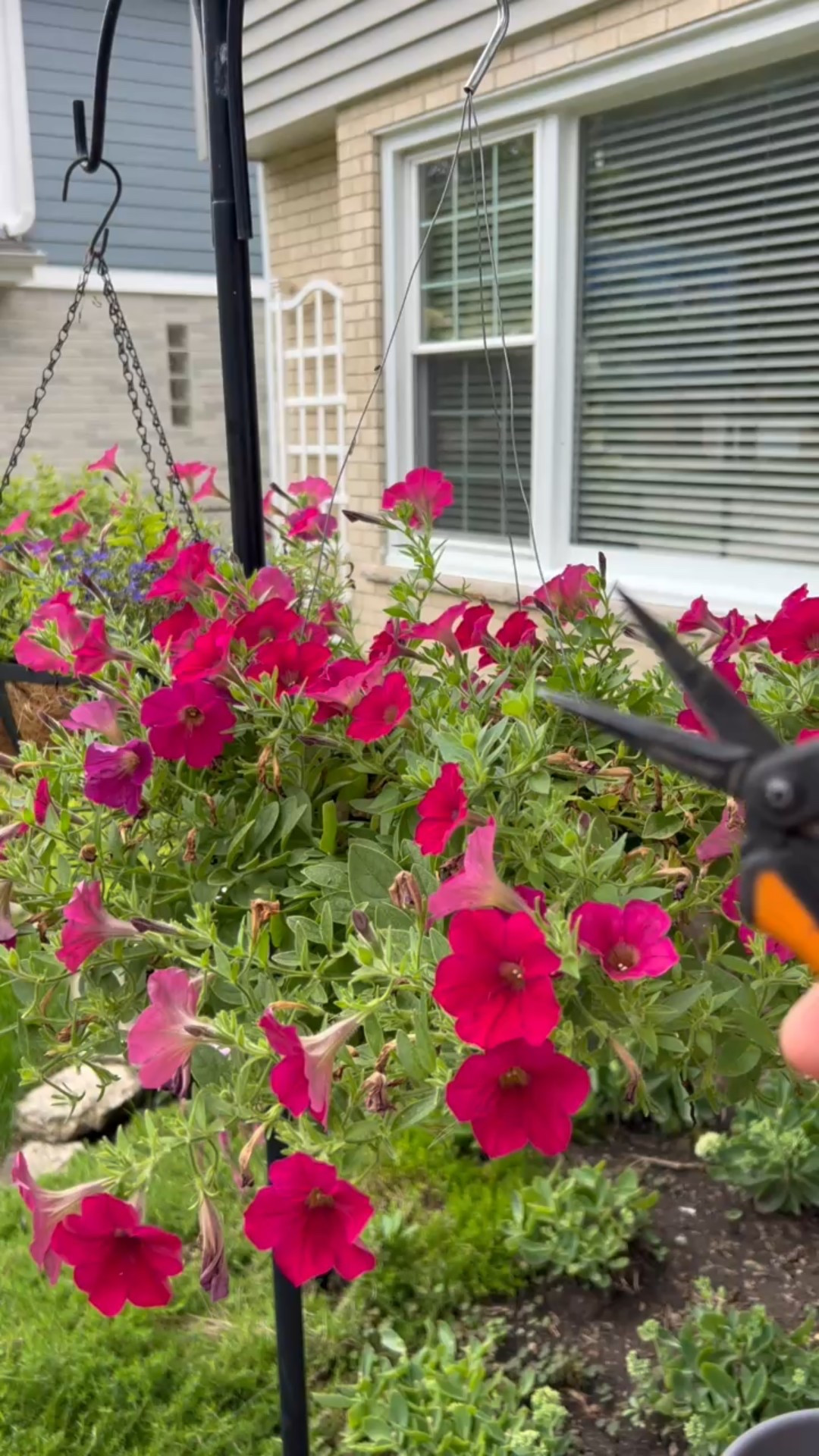 Midsummer is a great time to give your petunias a little trim and energy boost. I always rely on my mini snips from Fiskars, Osmocote, and Jack’s Blossom Booster. 

I also like to stay comfy and cute while getting my garden work done. Exact joggers are linked and both tops are by Calia from Dick’s. 

#LTKSeasonal #LTKHome #LTKActive