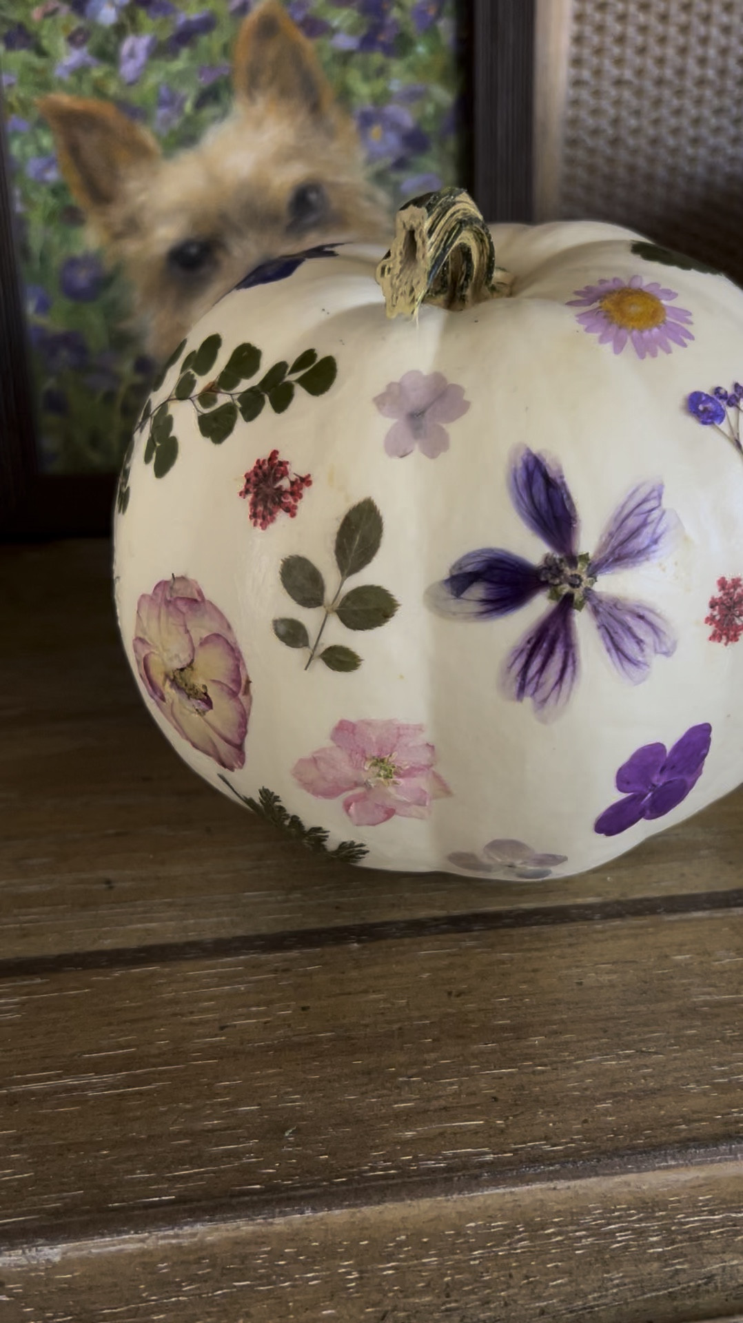 Pressed flowers 🤝🏽 pumpkins 

#LTKHome #LTKFindsUnder50 #LTKHalloween