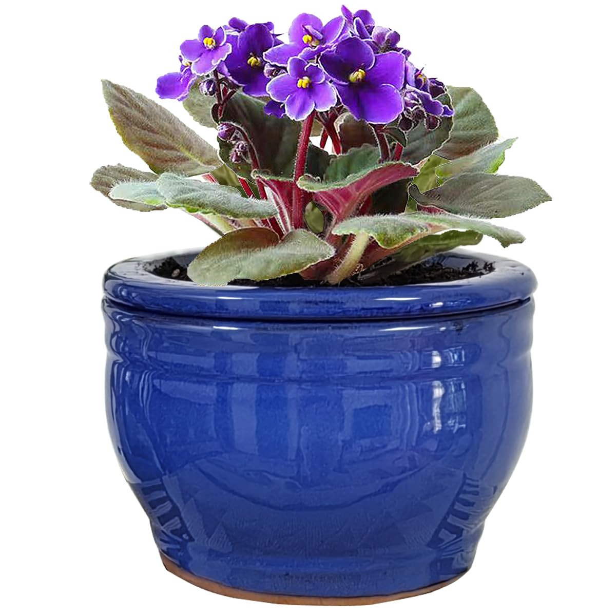 African Violet Pots Self Watering Round Ceramic Violet Pot (Blue, 6 inch) | Amazon (US)
