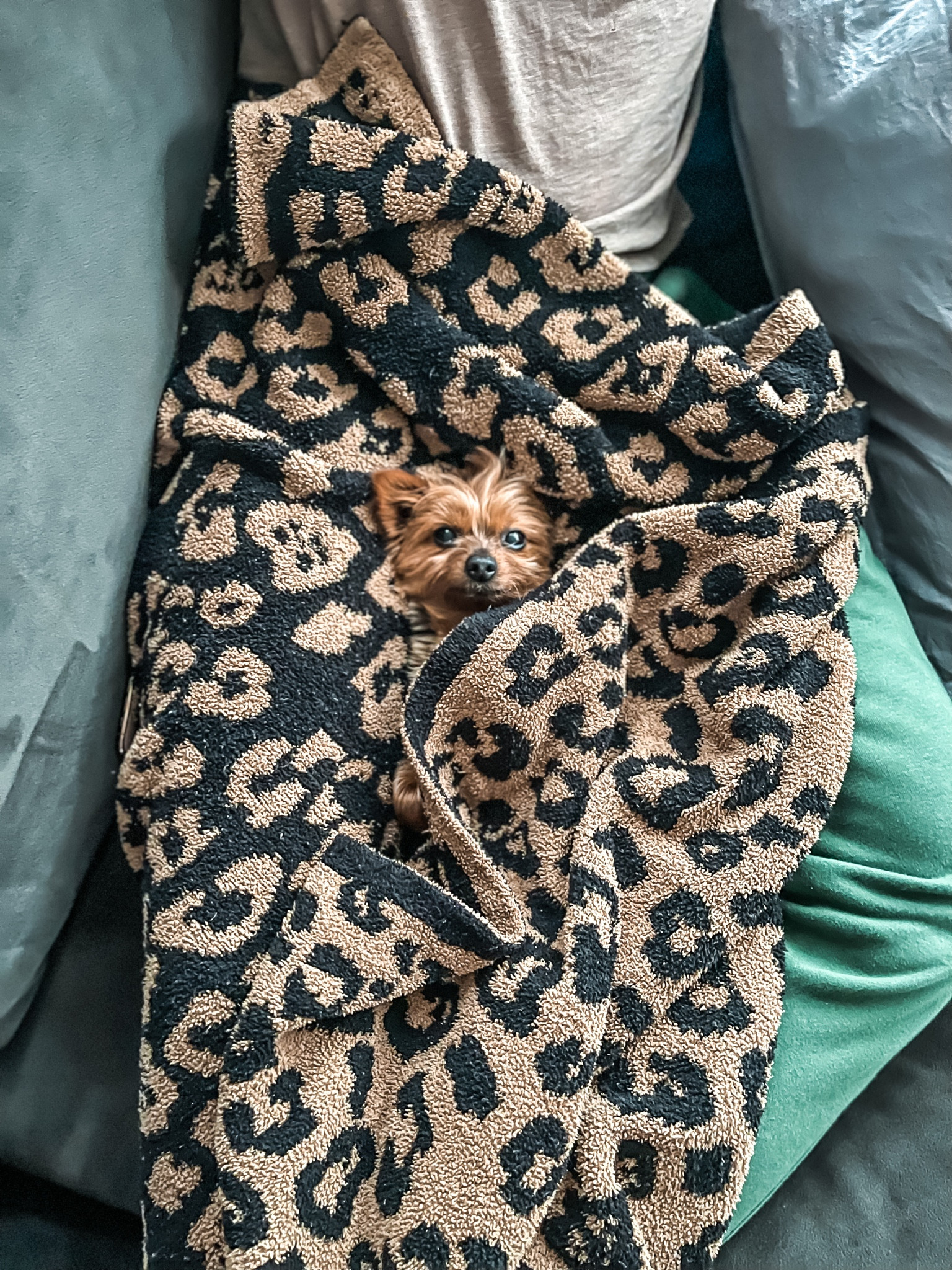 Best couch and throw blanket
( everyone wants this blanket 🐶 )

#LTKhome #LTKfamily #LTKFind