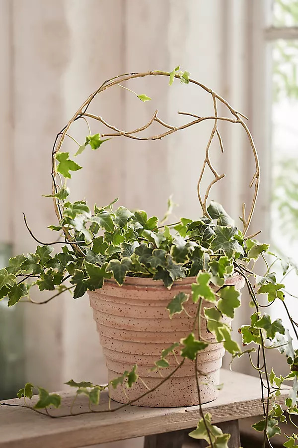 Brass Twig Hoop Trellis | Anthropologie (US)