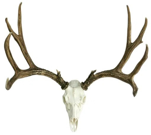 Loon Peak® Mule/Deer European Wall Décor | Wayfair | Wayfair North America