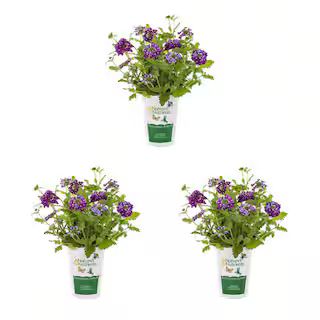 2 qt. Verbena Endurascape Purple Perennial Plant (3-Pack) | The Home Depot