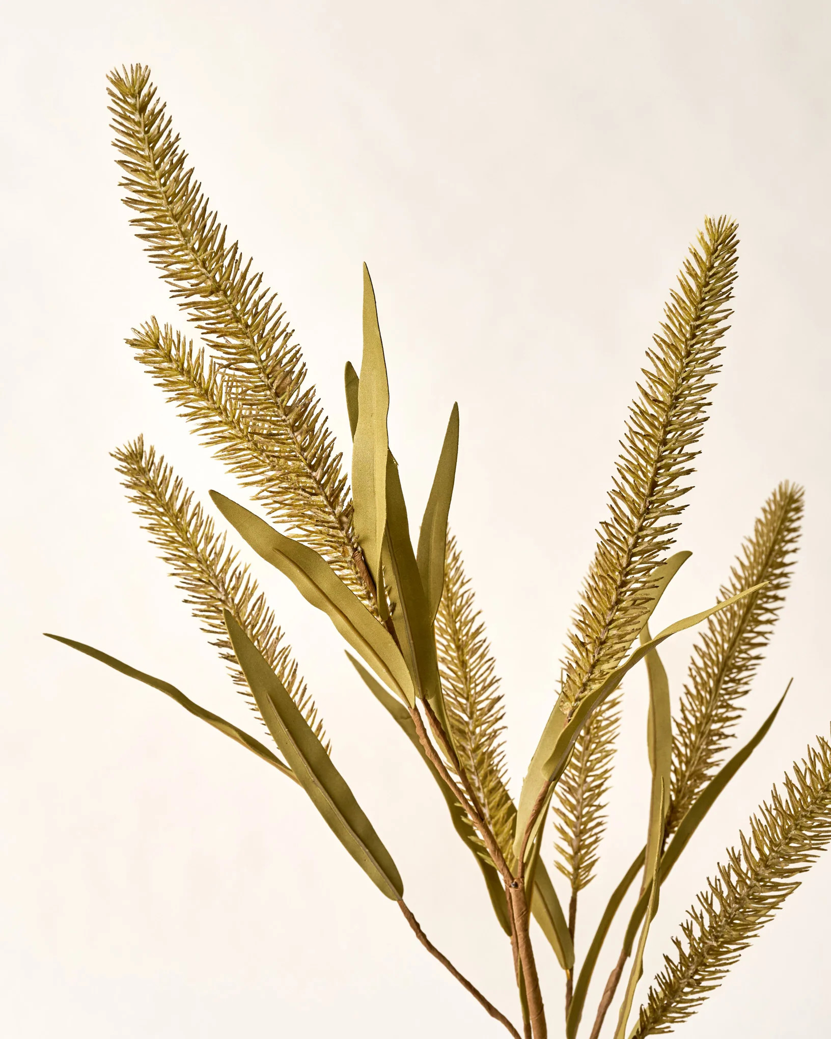 Green Foxtail Wheat | Magnolia