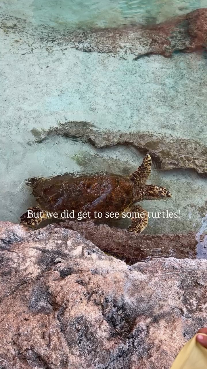 But we did get to see some turtles!