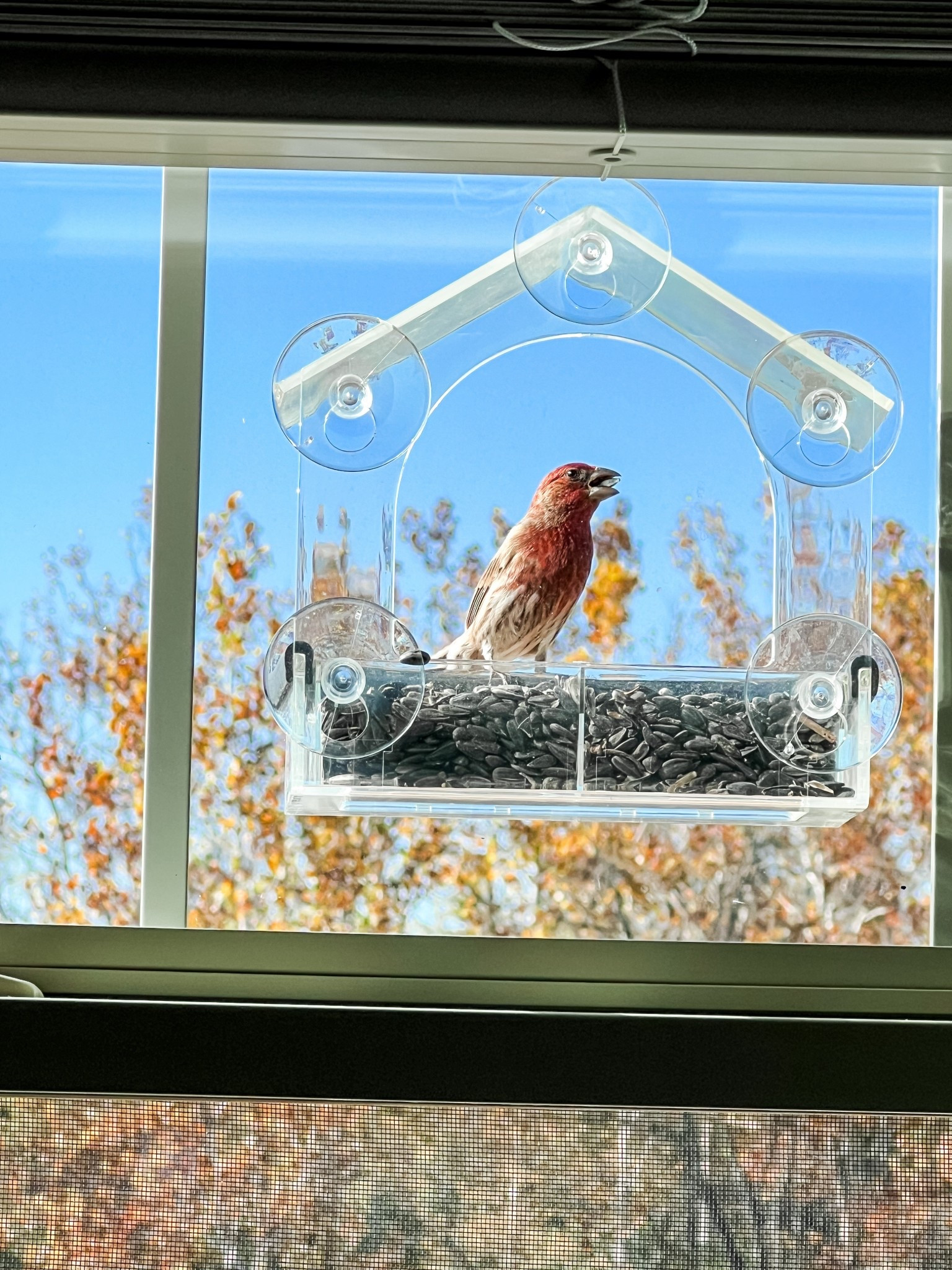 My new favorite thing!!! Bird feeder for our window in living room 🐦‍⬛ the boys love seeing all the birds come to eat and it’s super cheap 13/10 recommend! 

#LTKFindsUnder100 #LTKFindsUnder50 #LTKHome