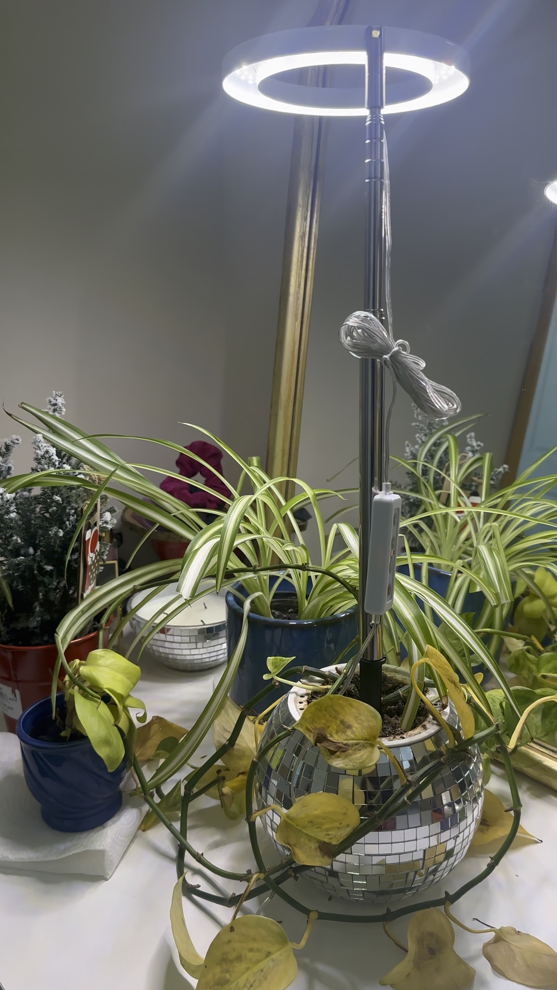 🪴 Plant light, plant growth light, indoor plant light, indoor plants, plant regrowth. 

#LTKHome