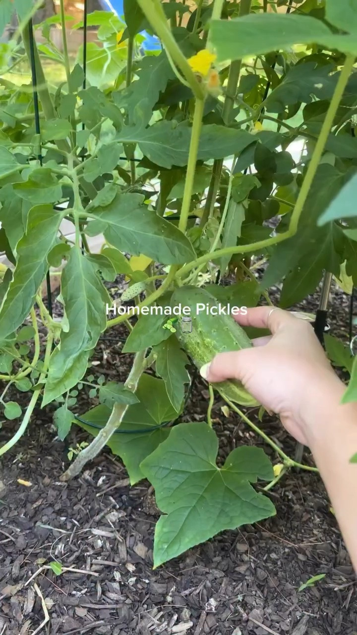 My cucumber vines have been popping off lately.. so pickles it is!🥒

Here is the super easy recipe I used:
•4 pickling cucumbers 
•1.5 cups of water
•1.5 cups of white vinegar 
•4 garlic cloves 
•2 tbsp kosher salt 
• fresh dill
•(Added red pepper flakes to one jar for a spicy version🔥)

#gardening #homeadepickles #nashvilleinfluencer #recipereels #gardentotable