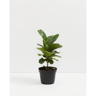 LIVELY ROOT 6 in. Fiddle Leaf Fig (Ficus lyrata) Plant in Grower Pot | The Home Depot
