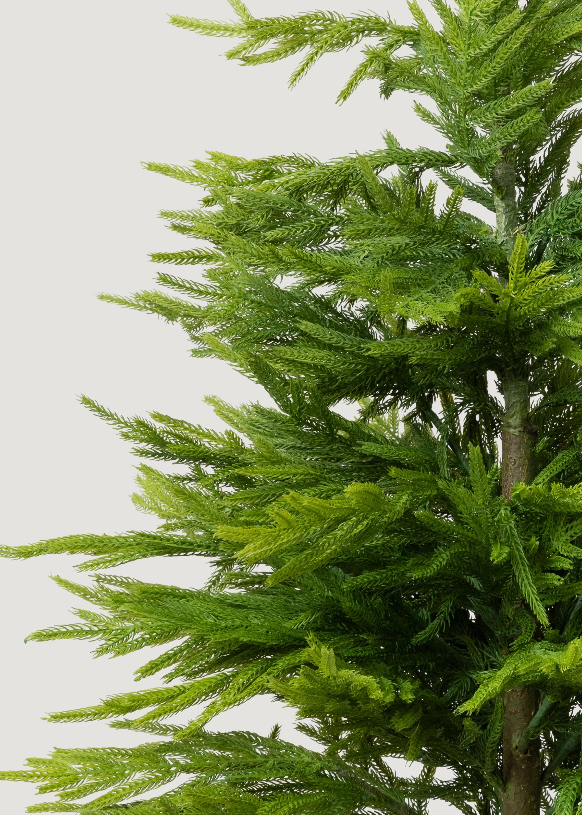Norfolk Pine Tree in Pot | Artificial Potted Plants & Trees at Afloral | Afloral