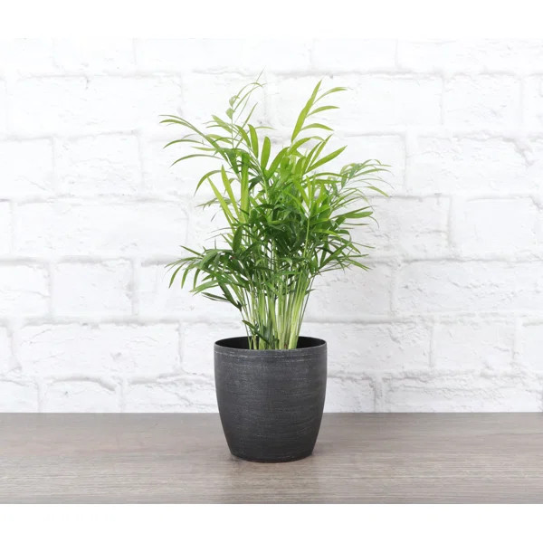 Thorsen's Greenhouse Live Palm Plant in Plastic Pot | Wayfair North America