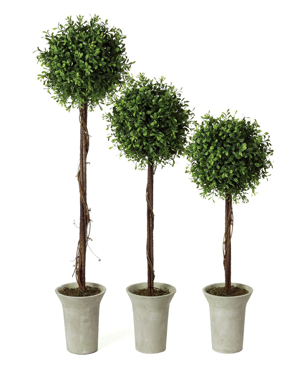 Sullivans Decor Floral GREEN - Potted Boxwood Topiary - Set of Three | Zulily