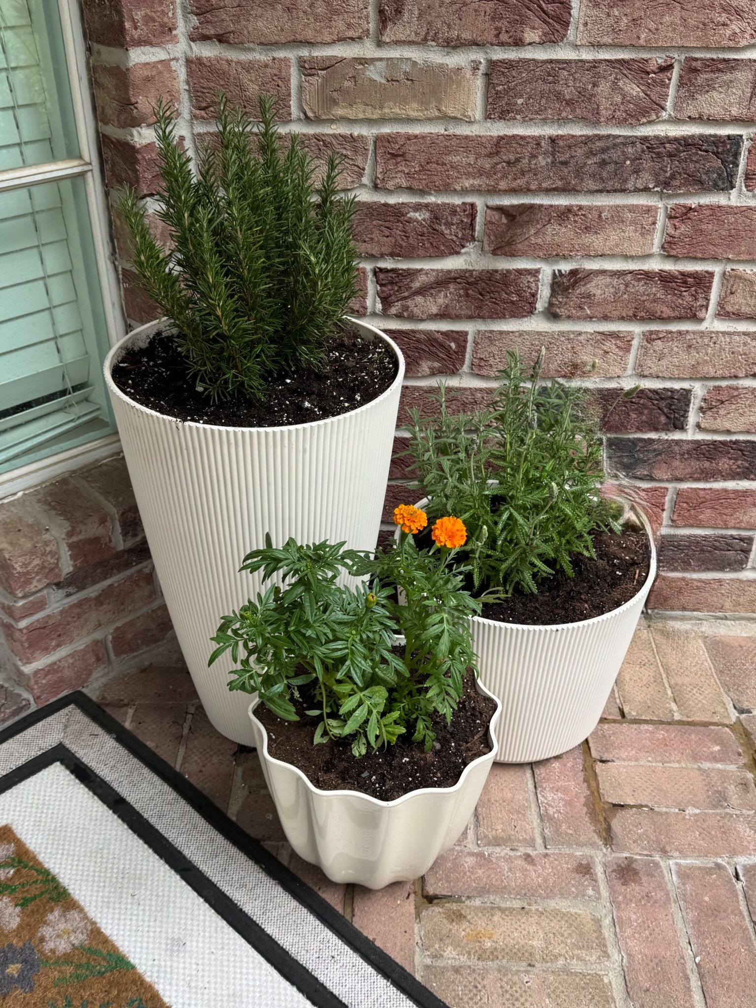 We added these planters to our front porch along with some mosquito repellent plants. 🪴 

#LTKHome