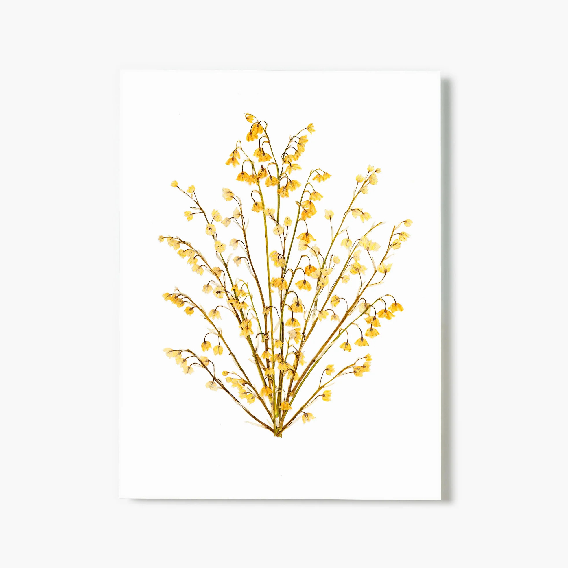 May Lily Of The Valley Pressed Floral Print | Fracture