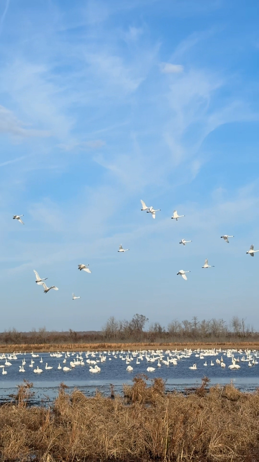 Still in awe!✨🦢 Thousands of tundra swans, snow geese, and other waterfowl gather at Pungo Lake - part of the Pocosin Lakes National Wildlife Refuge — each winter during migration. ❄️ Watching them take flight felt so peaceful and deeply inspiring. ☺️ One of those bird-watching moments that reminds you just how incredible nature truly is! 🤍 #swans #birdwatching #travelinspo

#LTKvlog #LTKTravel