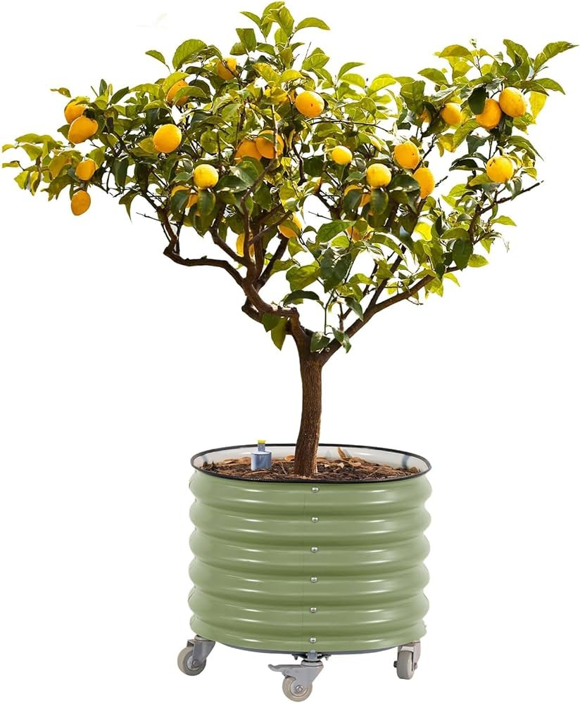 Rolling Metal Citrus Tree Planter, Self-Watering Round Large Pot for Growing Trees Tomatoes Outdo... | Amazon (US)