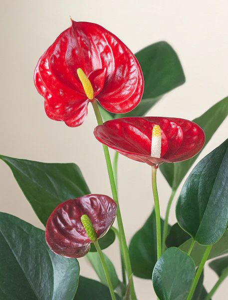 Mother's Day Red Anthurium Plant | Lula's Garden