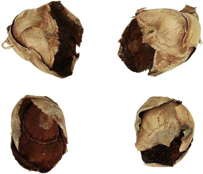 Vickerman 2-3" Natural Cacho Pod, Bulk Case of 60 Pods, Dried | Amazon (US)