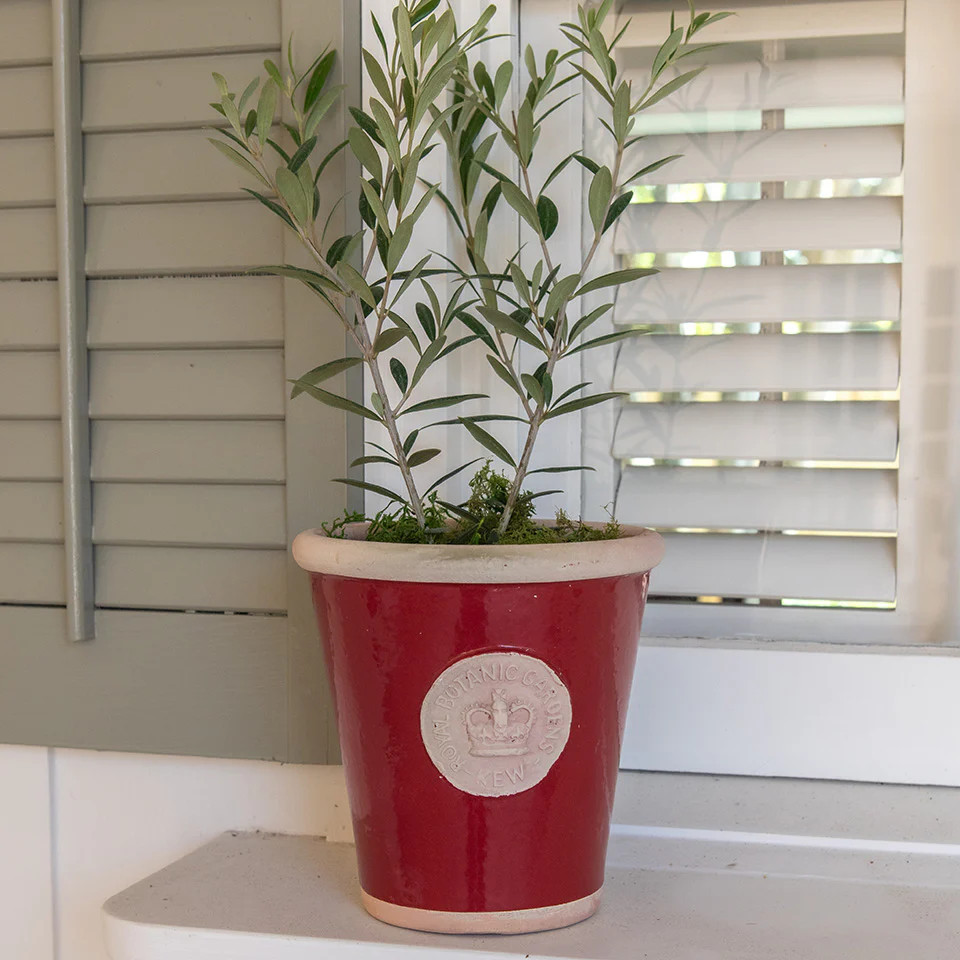 Cotswold Kew Pot | Fig and Dove