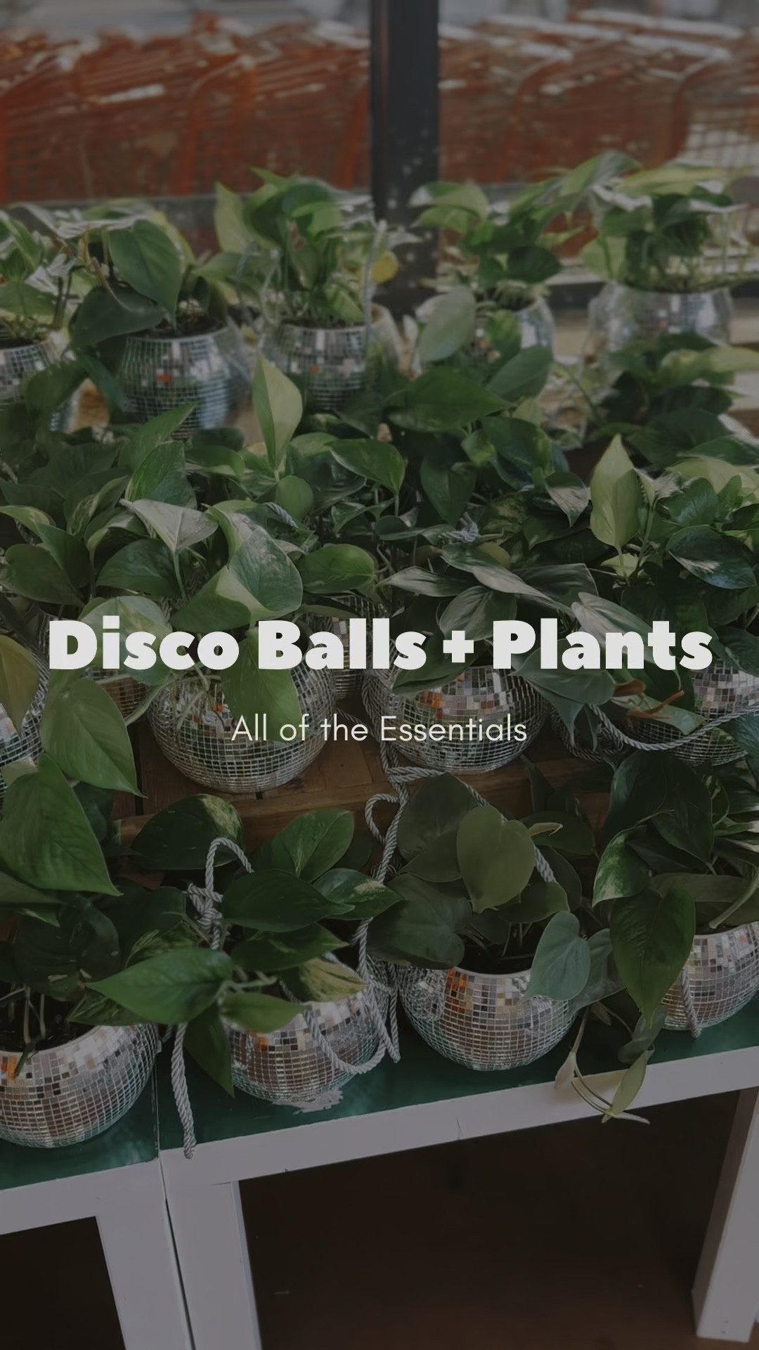 Here’s your sign to decorate with disco balls + plants for your New Year’s Eve party!

#newyearseve #nye2025 #newyear #newyearparty #partydecor #nyeparty

#LTKStyleTip #LTKWatchNow