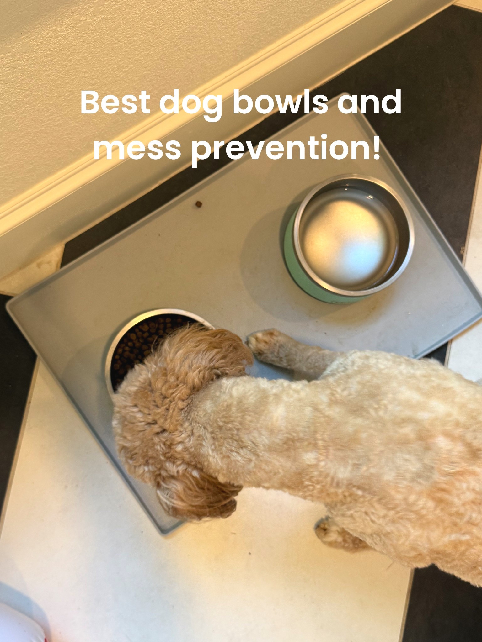 The best dog bowls and mat to catch any water spills! Helps protect your floors and make clean up easy! 

#LTKFindsUnder50 #LTKHome #LTKPets