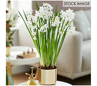Van Zyverden Pre-Planted Paperwhite Planter, St and & 7 Bulbs | QVC