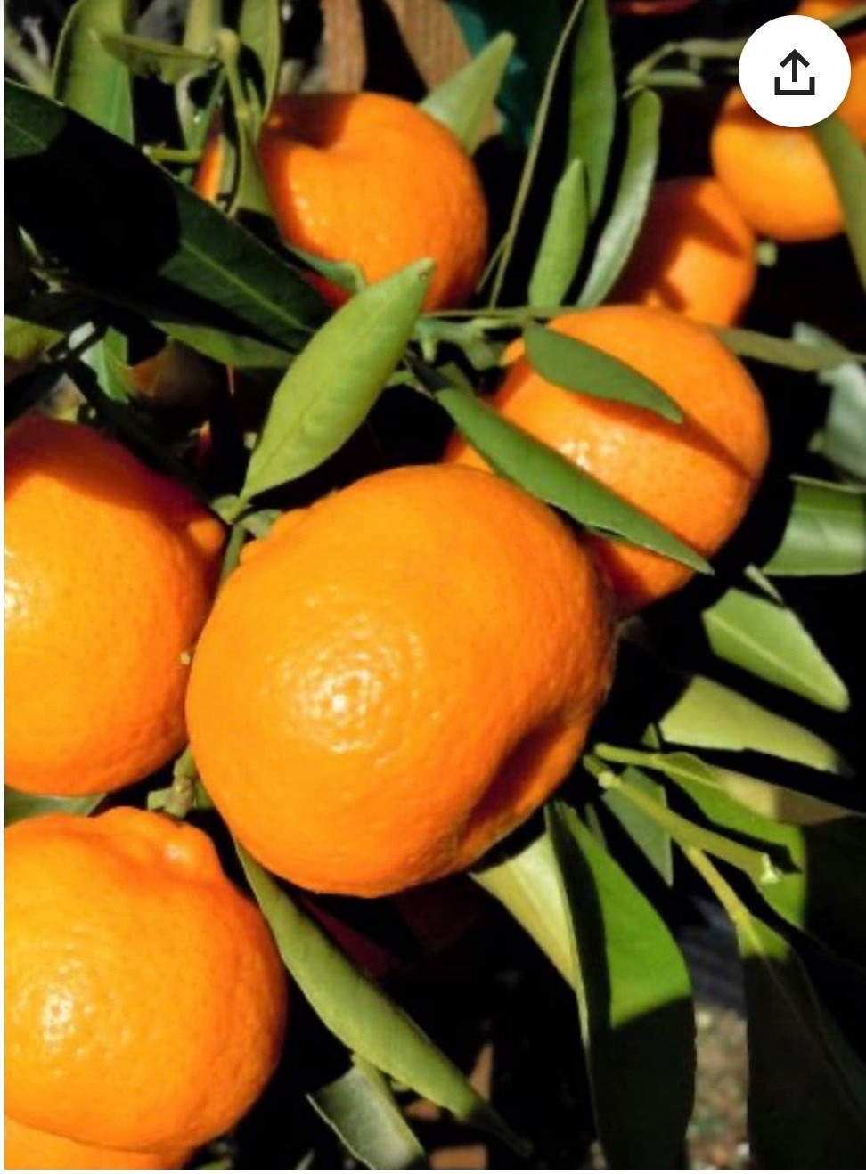 Kishu Tangerine 