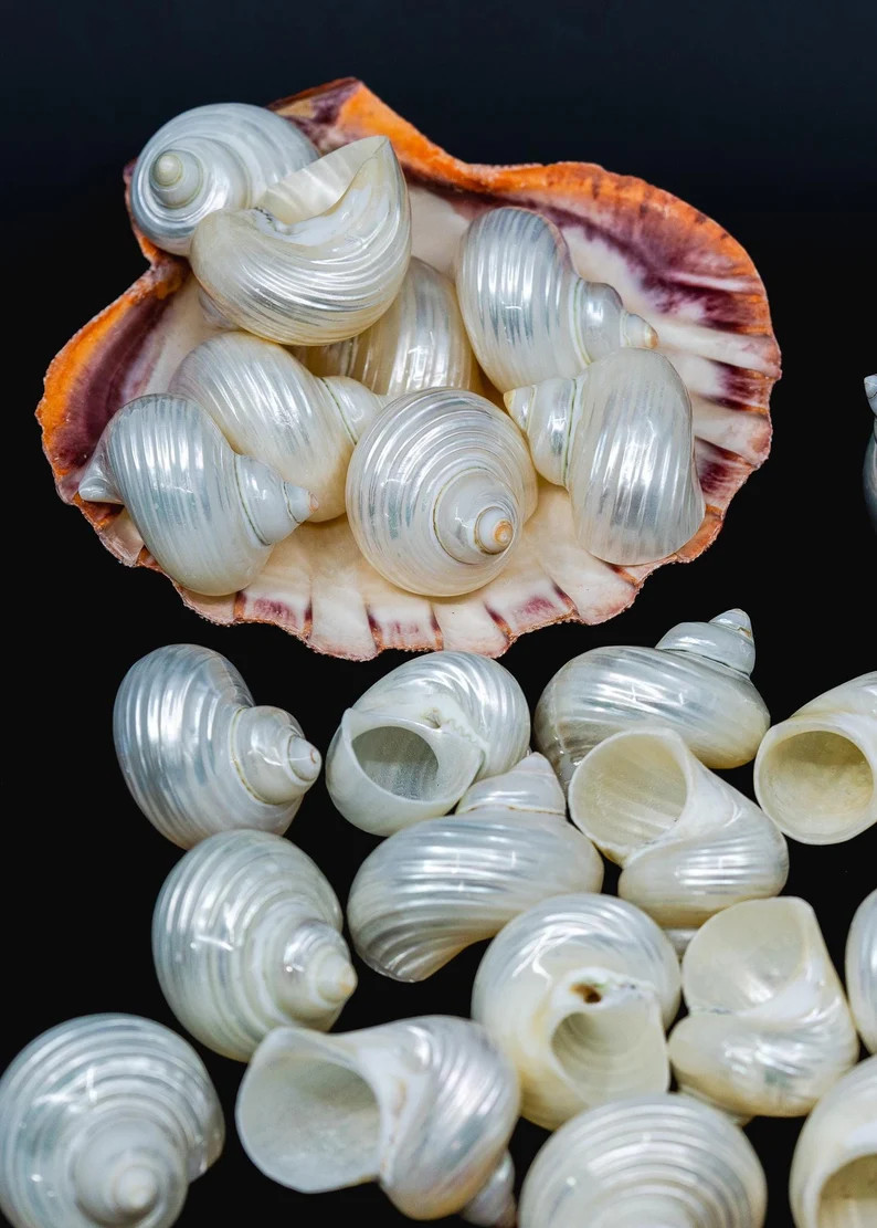 Turbo Shells: High Polished Pearlized Delphinula Lacinata Turbo Shells, Drilled or Not, ONE Shell... | Etsy (US)