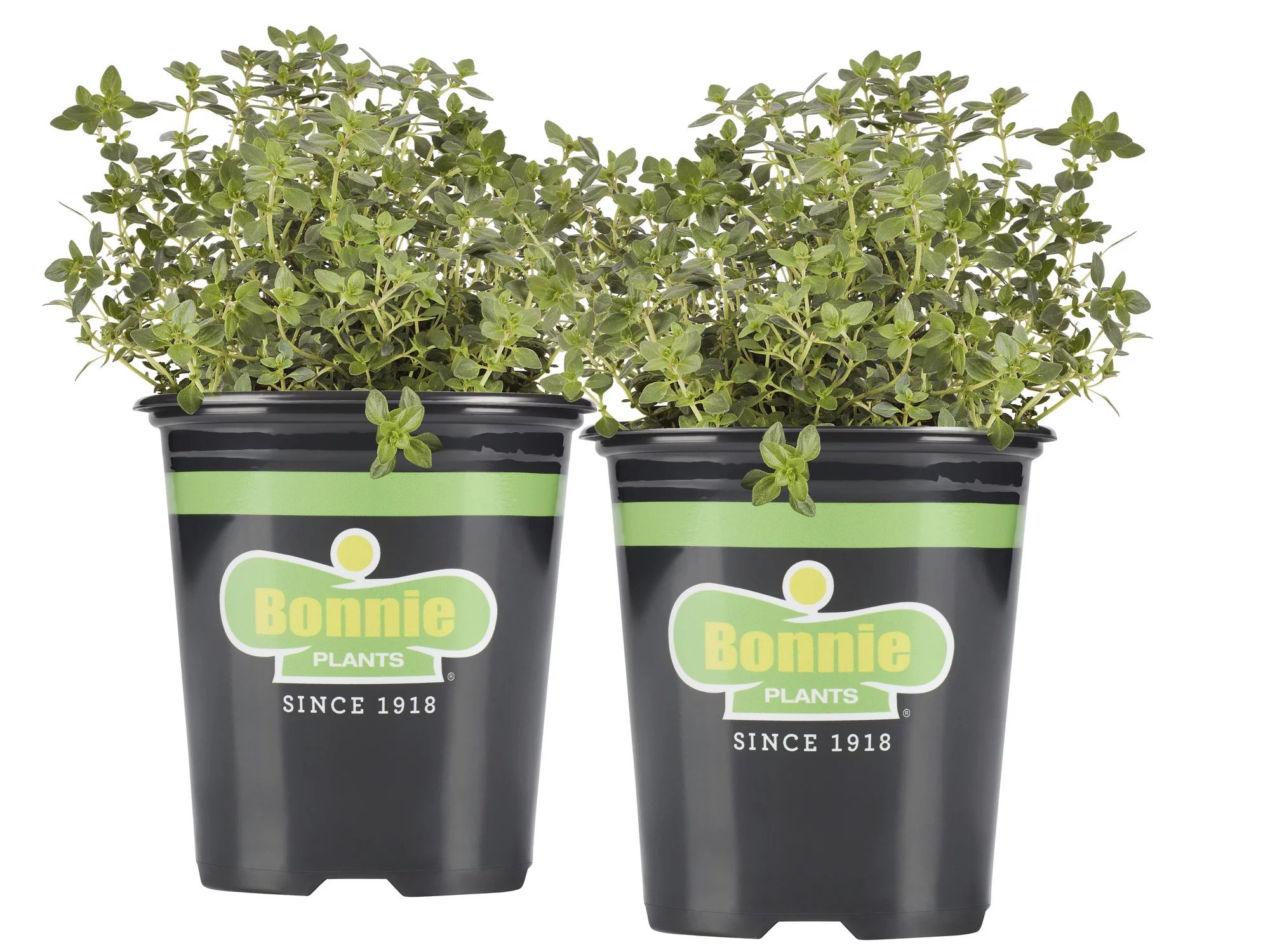 Bonnie Plants Lemon Thyme 19.3 oz. 2-pack | Walmart (US)