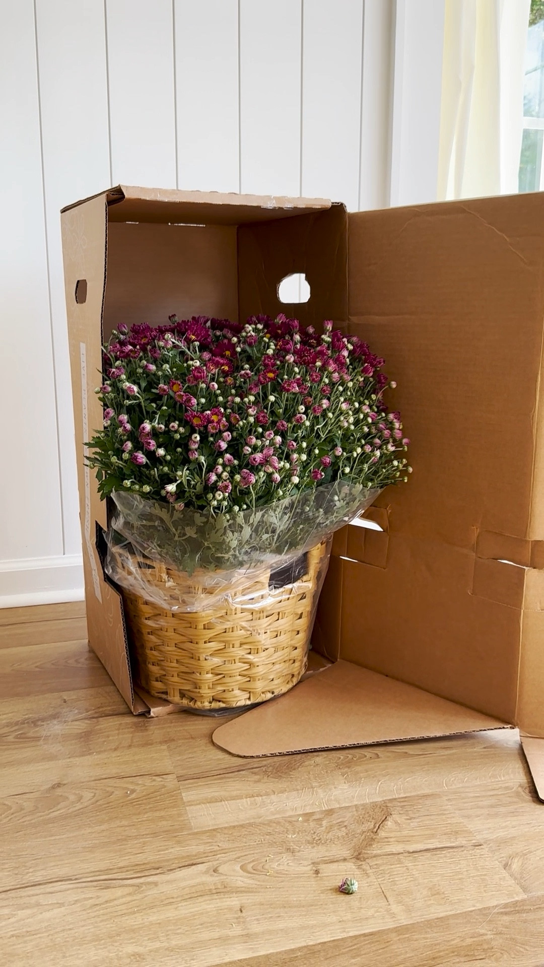 Pre-planted fall mums, fall front porch decor, pretty fall front porch, Walmart mums

#LTKVideo #LTKSeasonal #LTKHome