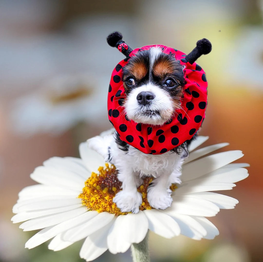 Ladybug / Adjustable Spaniel Snood / Long Eared Dogs / Cavalier King Charles Spaniel - Etsy | Etsy (Global)