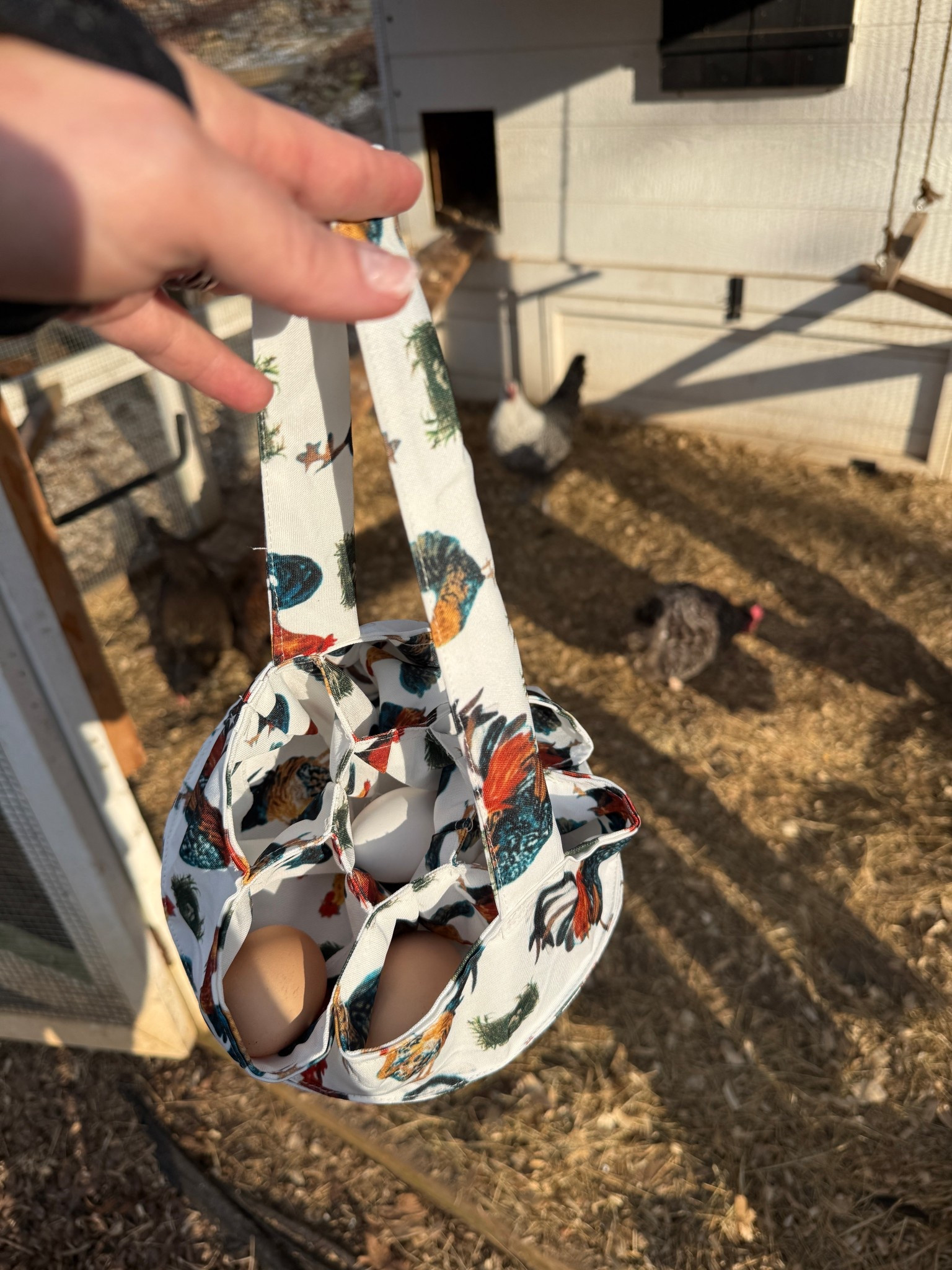 Chicken supplies I use and the girls love. 

#LTKHome #LTKFindsUnder50 #LTKdayinmylife