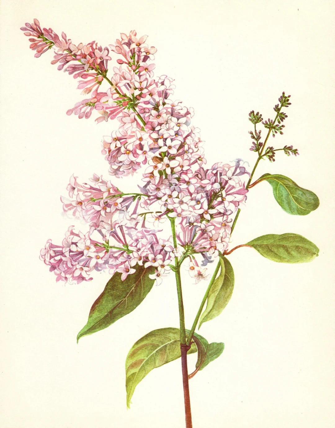 Romantic Pink Lilac Flower Art Print Botanical Print Pink Flower Gallery Wall Art Home Library De... | Etsy (US)