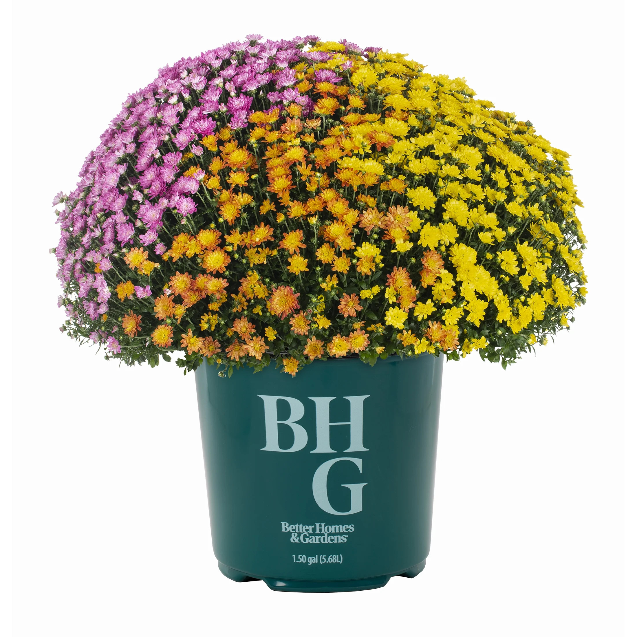 Better Homes & Gardens 14" Orange Purple Yellow Garden Mum Mixed Live Plant in Decorative Planter - Walmart.com | Walmart (US)